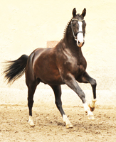 Trakehner Hengst von Saint Cyr x Alter Fritz x Kostolany, Foto: Beate Langels Gestüt Hämelschenburg