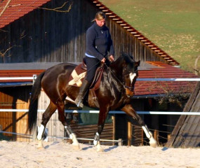 Trakehner Stute Gloria Gaynor von Saint Cyr u.d. Greta Garbo v. Alter Fritz und Pamela Sonnleitner, Gestt Hmelschenburg - Beate Langels