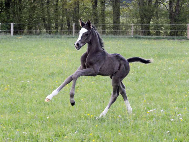 Trakehner Hengstfohlen von Saint Cyr - Friedensfrst, Foto: Luisa Klein