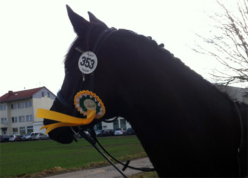 Schwalbennacht v. Kostolany - Siegerin der Eignungsprfung in Bodenfelde, Foto: Barbara Jrn