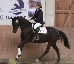 Schwalbennacht v. Kostolany - Siegerin der Eignungsprfung in Bodenfelde, Foto: Barbara Jrn