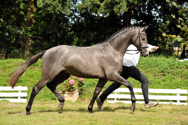 Trakehner Hengst aus der Thalia v. Exclusiv - copyright Beate Langels, Trakehner Gestt Hmelschenburg