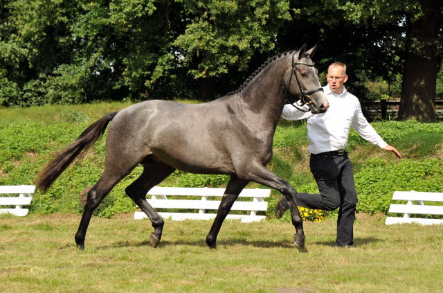 Trakehner Hengst aus der Thalia v. Exclusiv - copyright Beate Langels, Trakehner Gestt Hmelschenburg