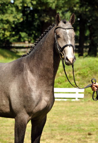 Trakehner Hengst aus der Thalia v. Exclusiv - copyright Beate Langels, Trakehner Gestt Hmelschenburg