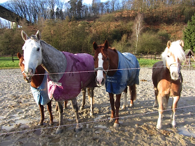 Tilly - 5jhriger Trakehner Wallach von Leonidas u.d. Thirica v. Enrico Caruso  - Trakehner Gestt Hmelschenburg