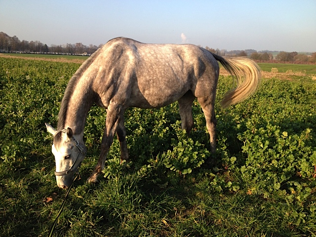 Tilly - 5jhriger Trakehner Wallach von Leonidas u.d. Thirica v. Enrico Caruso  - Trakehner Gestt Hmelschenburg