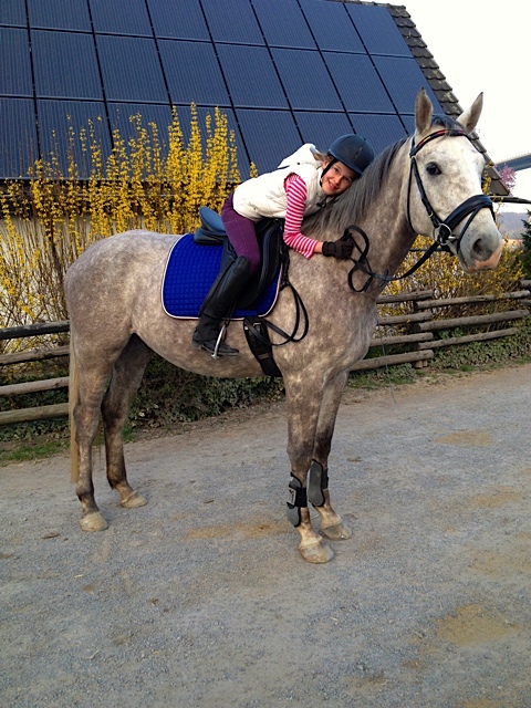 Tilly - 5jhriger Trakehner Wallach von Leonidas u.d. Thirica v. Enrico Caruso  - Trakehner Gestt Hmelschenburg