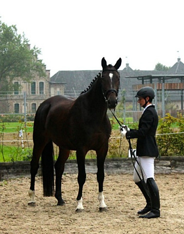 Valpiano 2014 - Foto: Rutsch, Trakehner Gestt Hmelschenburg
