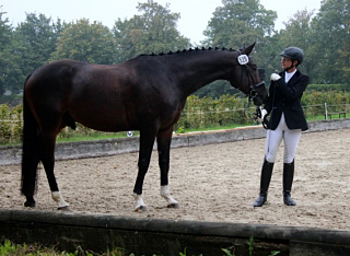 Valpiano 2014 - Foto: Rutsch, Trakehner Gestt Hmelschenburg