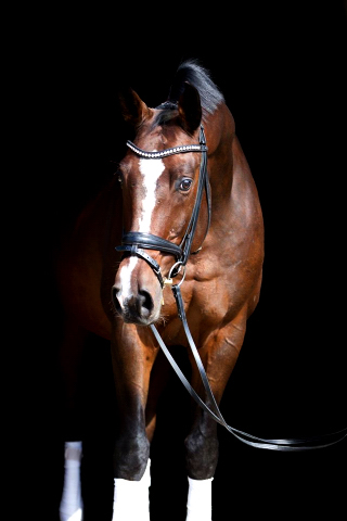 Viareggio - Dunkelbrauner Trakehner Wallach von Exclusiv - Showmaster und Felicitas Tebbe