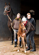 Hengstfohlen von Showmaster u.d. Kaiserspiel v. Exclusiv