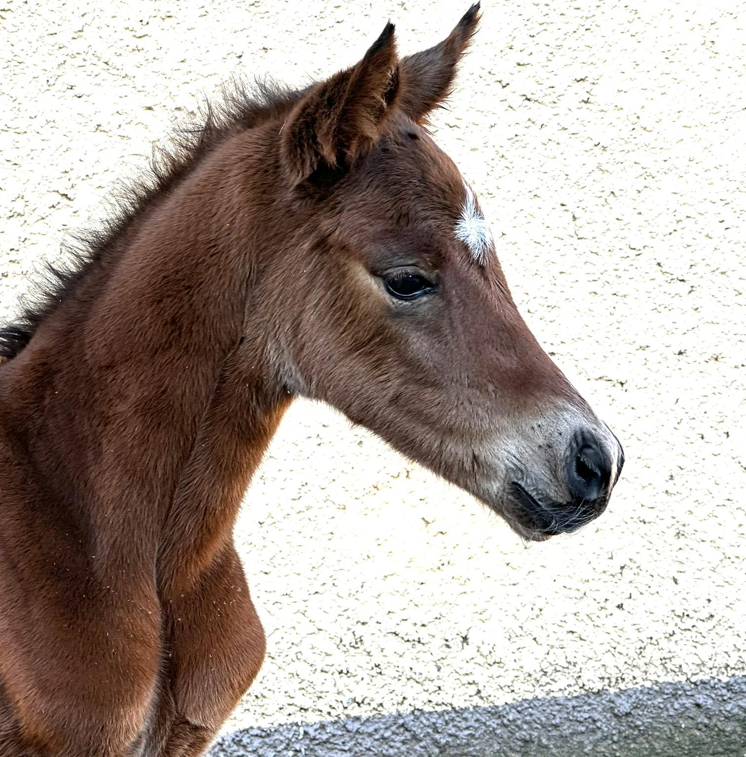 Trakehner Hengstfohlen von Gl�cksruf u.d. Pr.A. Schwalbe's Beauty v. High Motion x Imperio  - Gest�t H�melschenburg - Beate Langels
