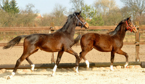 Jhrlingsstuten: li. Saint Cyr x Freudenfest, rechts: Saint Cyr x Alter Fritz - Foto: Beate Langels - Trakehner Gestt Hmelschenburg