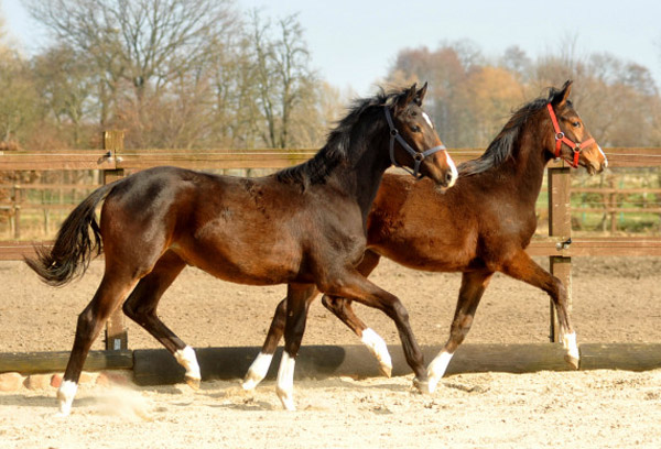 Jhrlingsstuten: li. Saint Cyr x Freudenfest, rechts: Saint Cyr x Alter Fritz - Foto: Beate Langels - Trakehner Gestt Hmelschenburg