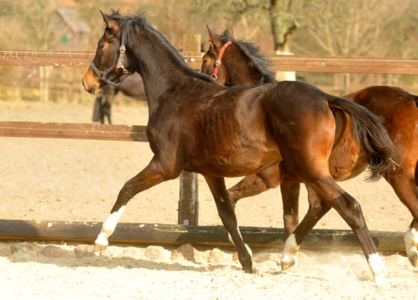 Jhrlingsstute von Saint Cyr u.d. Dejaniera v. Freudenfest - Foto: Beate Langels - Trakehner Gestt Hmelschenburg