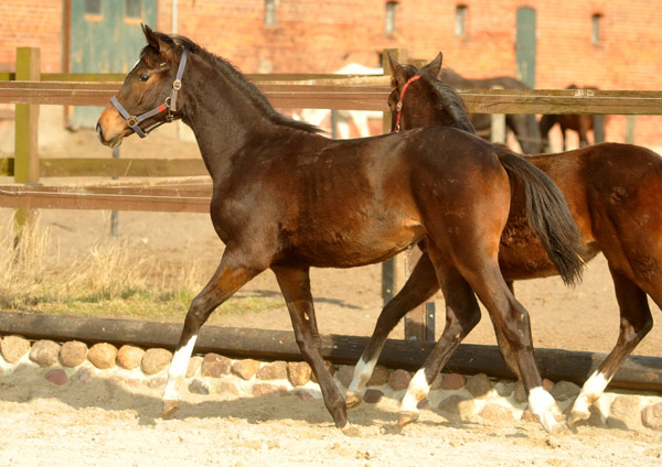 Jhrlingsstute von Saint Cyr u.d. Dejaniera v. Freudenfest  - Foto: Beate Langels - Trakehner Gestt Hmelschenburg