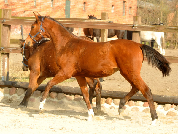 Jhrlingsstute von Exclusiv u.d. Schwalbenfee v. Freudenfest - Foto: Beate Langels - Trakehner Gestt Hmelschenburg