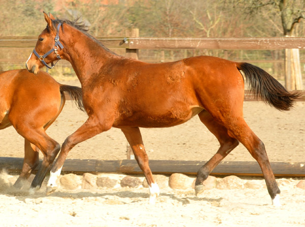 Jhrlingsstute von Exclusiv u.d. Schwalbenfee v. Freudenfest - Foto: Beate Langels - Trakehner Gestt Hmelschenburg