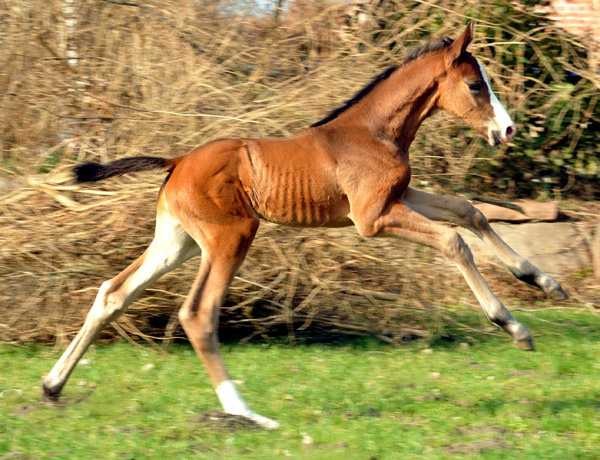 3 Tage altes Hengstfohlen von Freudenfest u.d. Karalina v. Exclusiv - Foto: Beate Langels - Trakehner Gestt Hmelschenburg