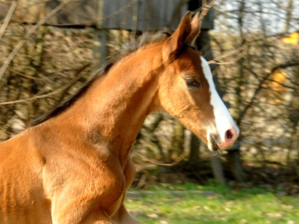 3 Tage altes Hengstfohlen von Freudenfest u.d. Karalina v. Exclusiv - Foto: Beate Langels - Trakehner Gestt Hmelschenburg