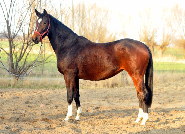 Val de Vienne v. Exclusiv u.d. Elitestute Vicenza v. Showmaster - Foto: Beate Langels - Trakehner Gestt Hmelschenburg