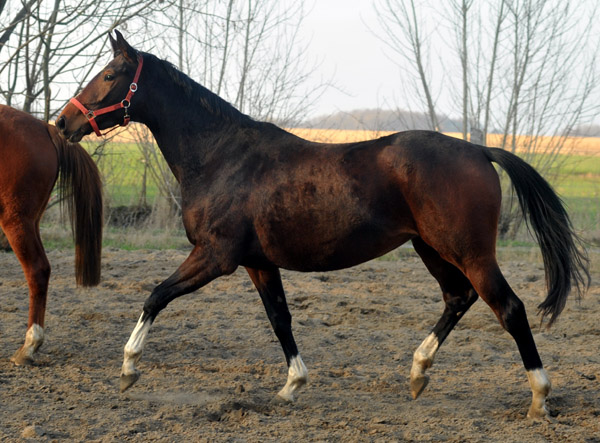 Val de Vienne v. Exclusiv u.d. Elitestute Vicenza v. Showmaster - Foto: Beate Langels - Trakehner Gestt Hmelschenburg