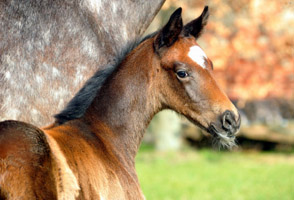 Trakehner Filly by Exclusiv out of Teatime by Summertime - Foto Richard Langels - Trakehner Gest�t H�melschenburg