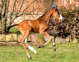 Trakehner Hengstfohlen von Freudenfest u.d. Karalina v. Exclusiv, Foto: Beate Langels