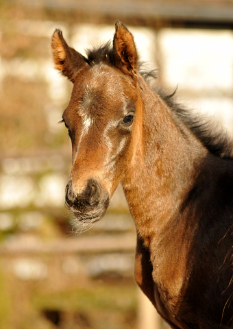 Oldenburger Stutfohlen von De Niro u.d. Schwalbendiva v. Totilas - 15. Mrz 2016
 - Trakehner Gestt Hmelschenburg - Beate Langels