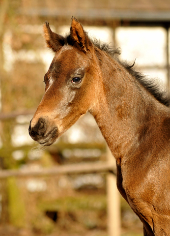 Oldenburger Stutfohlen von De Niro u.d. Schwalbendiva v. Totilas - 15. Mrz 2016
 - Trakehner Gestt Hmelschenburg - Beate Langels