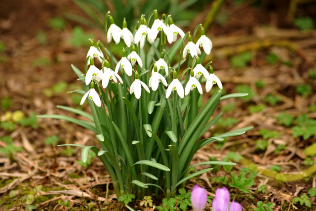 Mrz 2016
 - Trakehner Gestt Hmelschenburg - Beate Langels
