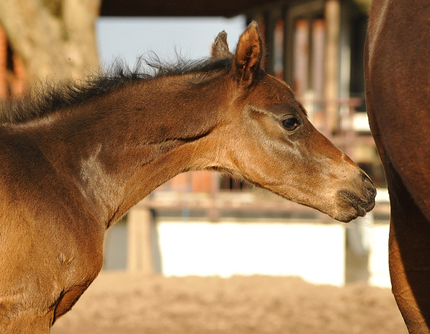 Oldenburger Stutfohlen von De Niro u.d. Schwalbendiva v. Totilas - 15. Mrz 2016
 - Trakehner Gestt Hmelschenburg - Beate Langels