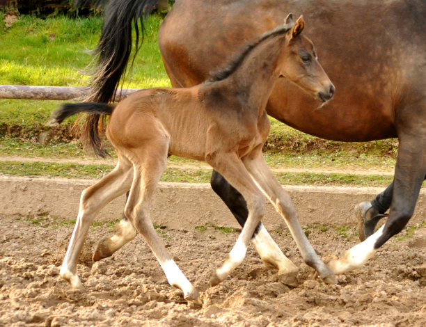 Oldenburger Stutfohlen von De Niro u.d. Schwalbendiva v. Totilas - 15. Mrz 2016
 - Trakehner Gestt Hmelschenburg - Beate Langels
