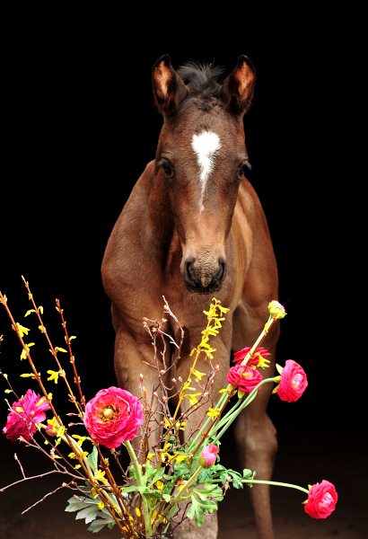 Trakehner Hengstfohlen von Saint Cyr u.d. Schwalbenland v. Touch my Heart - Gestt Hmelschenburg - Beate Langels