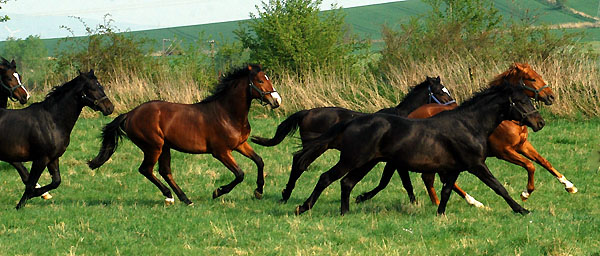 Zweijhrige Hengste im Trakehner Gestt Hmelschenburg - Foto: Beate Langels