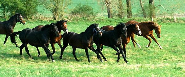 Zweijhrige Hengste im Trakehner Gestt Hmelschenburg - Foto: Beate Langels