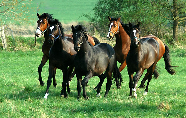 Zweijhrige Hengste im Trakehner Gestt Hmelschenburg - Foto: Beate Langels