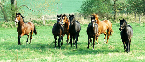 Zweijhrige Hengste im Trakehner Gestt Hmelschenburg - Foto: Beate Langels