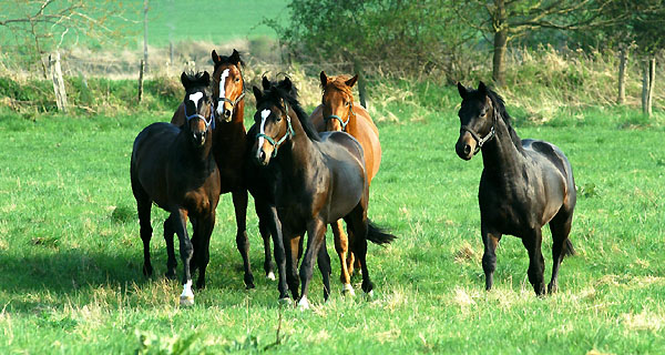 Zweijhrige Hengste im Trakehner Gestt Hmelschenburg - Foto: Beate Langels