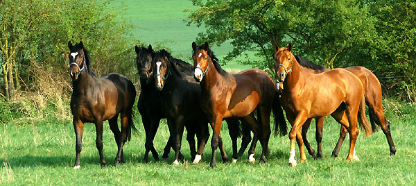 Zweijhrige Hengste im Trakehner Gestt Hmelschenburg - Foto: Beate Langels