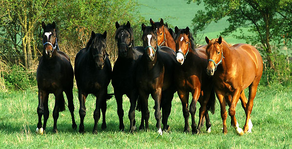 Zweijhrige Hengste im Trakehner Gestt Hmelschenburg - Foto: Beate Langels