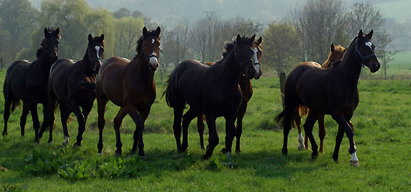 Zweijhrige Hengste im Trakehner Gestt Hmelschenburg - Foto: Beate Langels