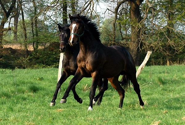 Zweijhrige Hengste im Trakehner Gestt Hmelschenburg - Foto: Beate Langels