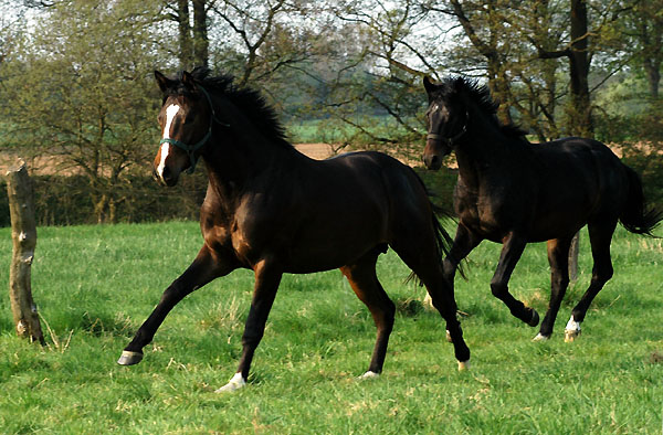 Zweijhrige Hengste im Trakehner Gestt Hmelschenburg - Foto: Beate Langels