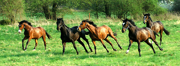 Zweijhrige Hengste im Trakehner Gestt Hmelschenburg - Foto: Beate Langels