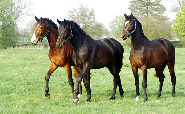 Zweijhrige Hengste im Trakehner Gestt Hmelschenburg - Foto: Beate Langels