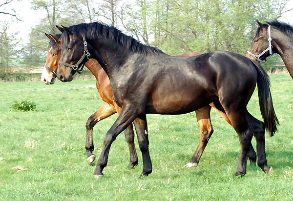 Zweijhrige Hengste im Trakehner Gestt Hmelschenburg - Foto: Beate Langels