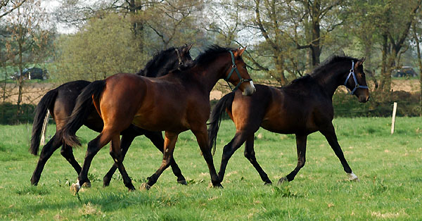 Zweijhrige Hengste im Trakehner Gestt Hmelschenburg - Foto: Beate Langels