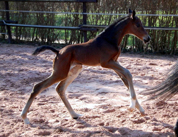 Trakehner Hengstfohlen von Saint Cyr u.d. Pr.St. Under the moon v. Easy Game u.d. Pr.St. Umbra v. Herzkristall , Foto: A. Becker - Trakehner Gestt Hmelschenburg