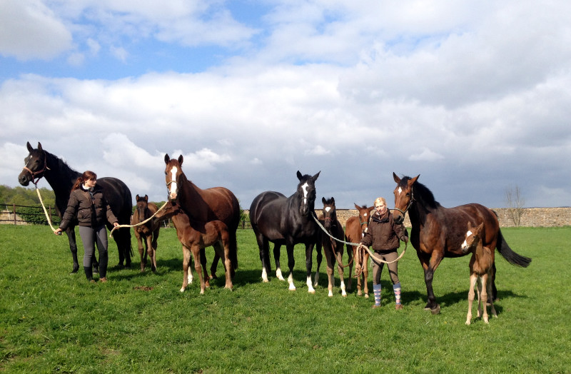 Unsere Stuten und Fohlen - Foto: Beate Langels